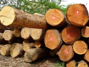 Croix Valmer Bois à La Croix-Valmer